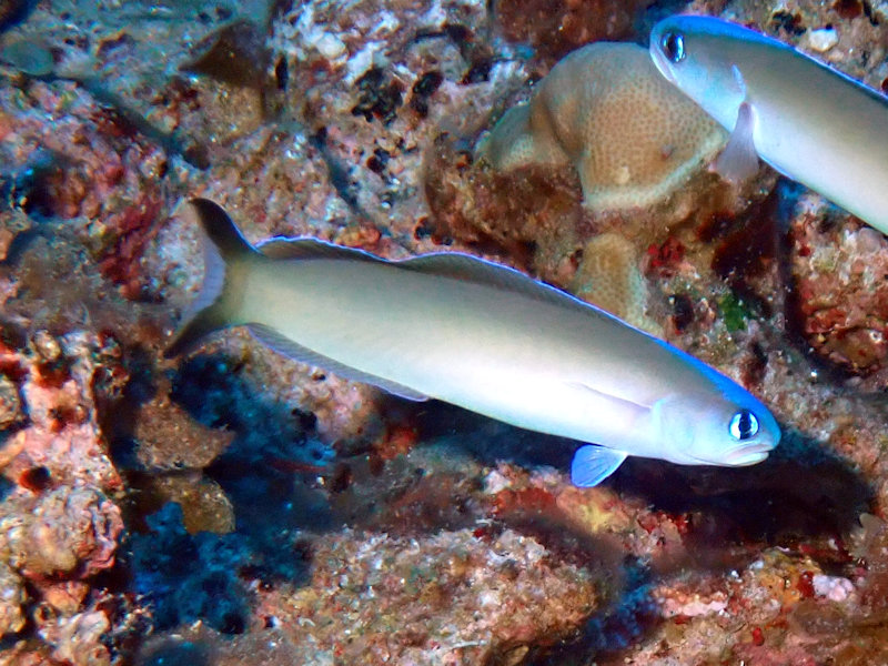 オキナワサンゴアマダイ 沖縄の魚図鑑