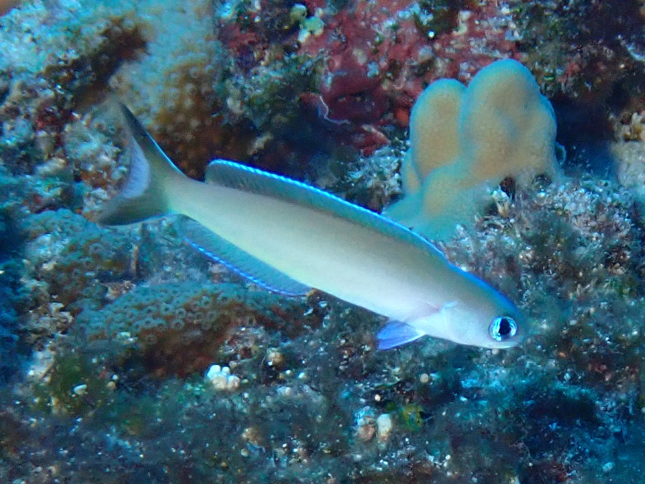 オキナワサンゴアマダイ 沖縄の魚図鑑