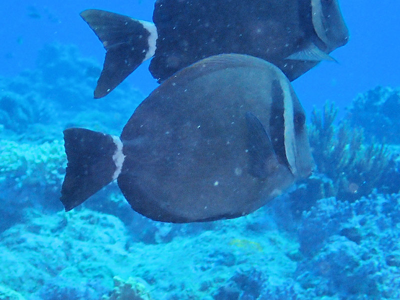 スジクロハギ 沖縄の魚図鑑